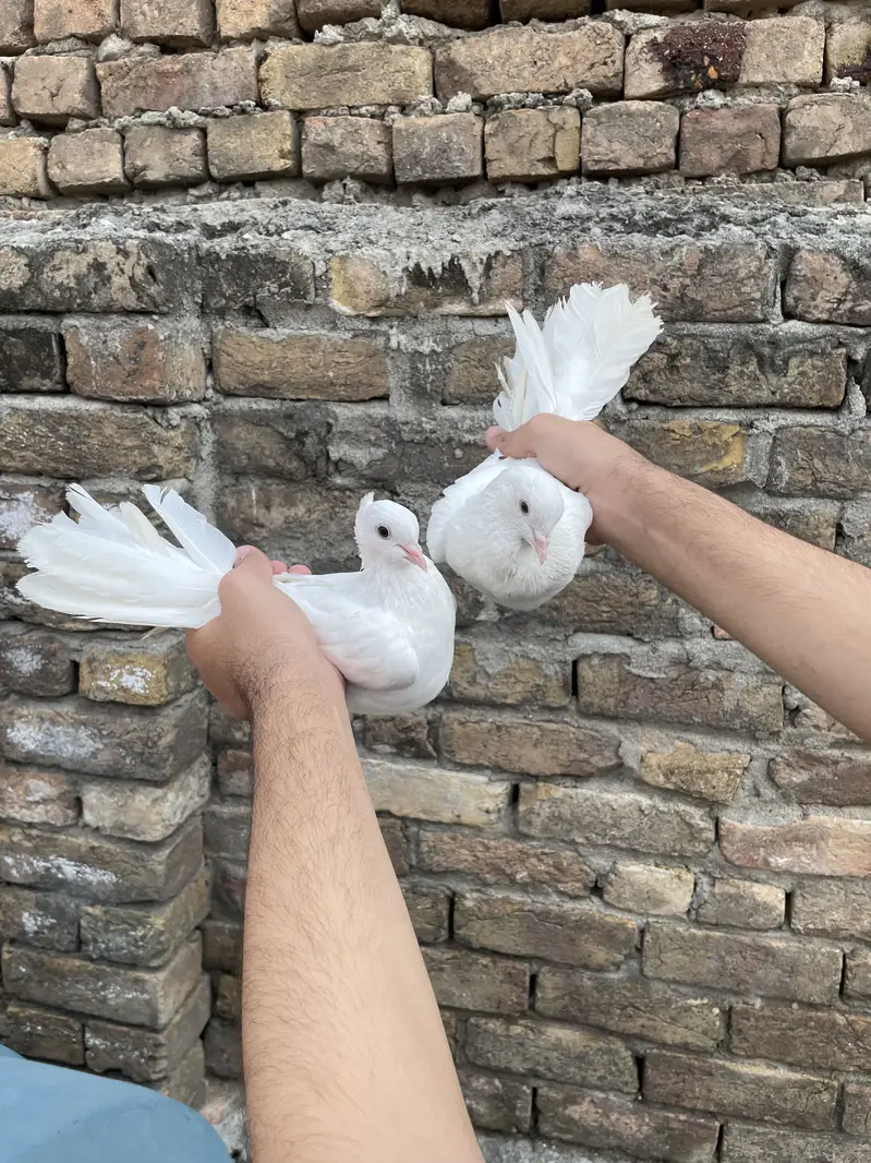 Laka  pair 100 grunteed  Breeder Out Class Quality — photo 9