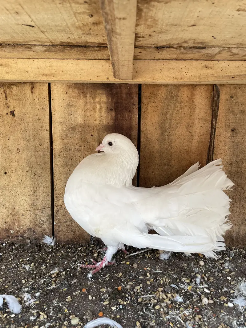 Laka  pair 100 grunteed  Breeder Out Class Quality — photo 11