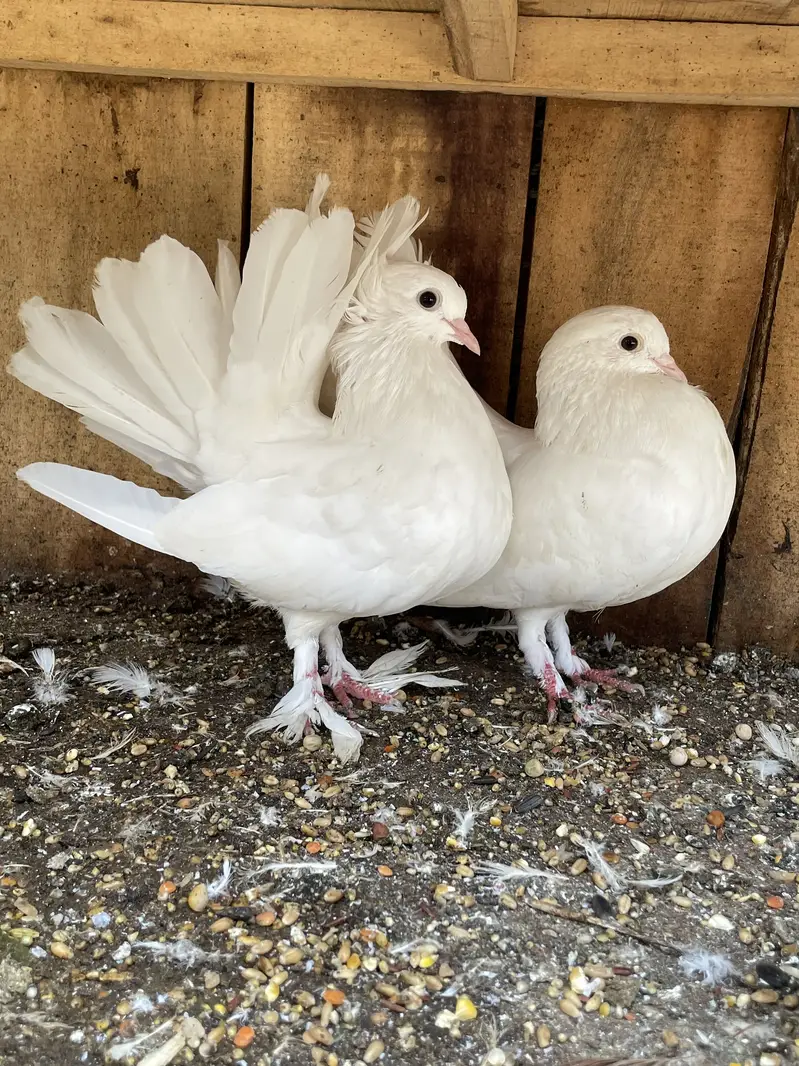 Laka  pair 100 grunteed  Breeder Out Class Quality — photo 12