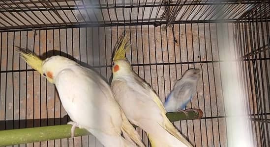 cream cocktail red eye pair 1sr breed male ki dum ni hai 1 month