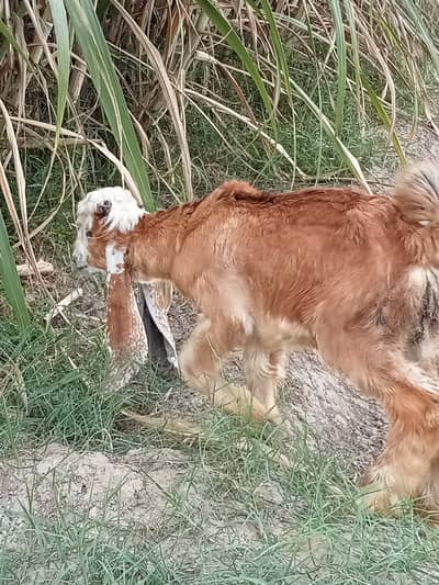 Desi goats | sahiwal nasal |  بکرا | High quality Goats for Sale |