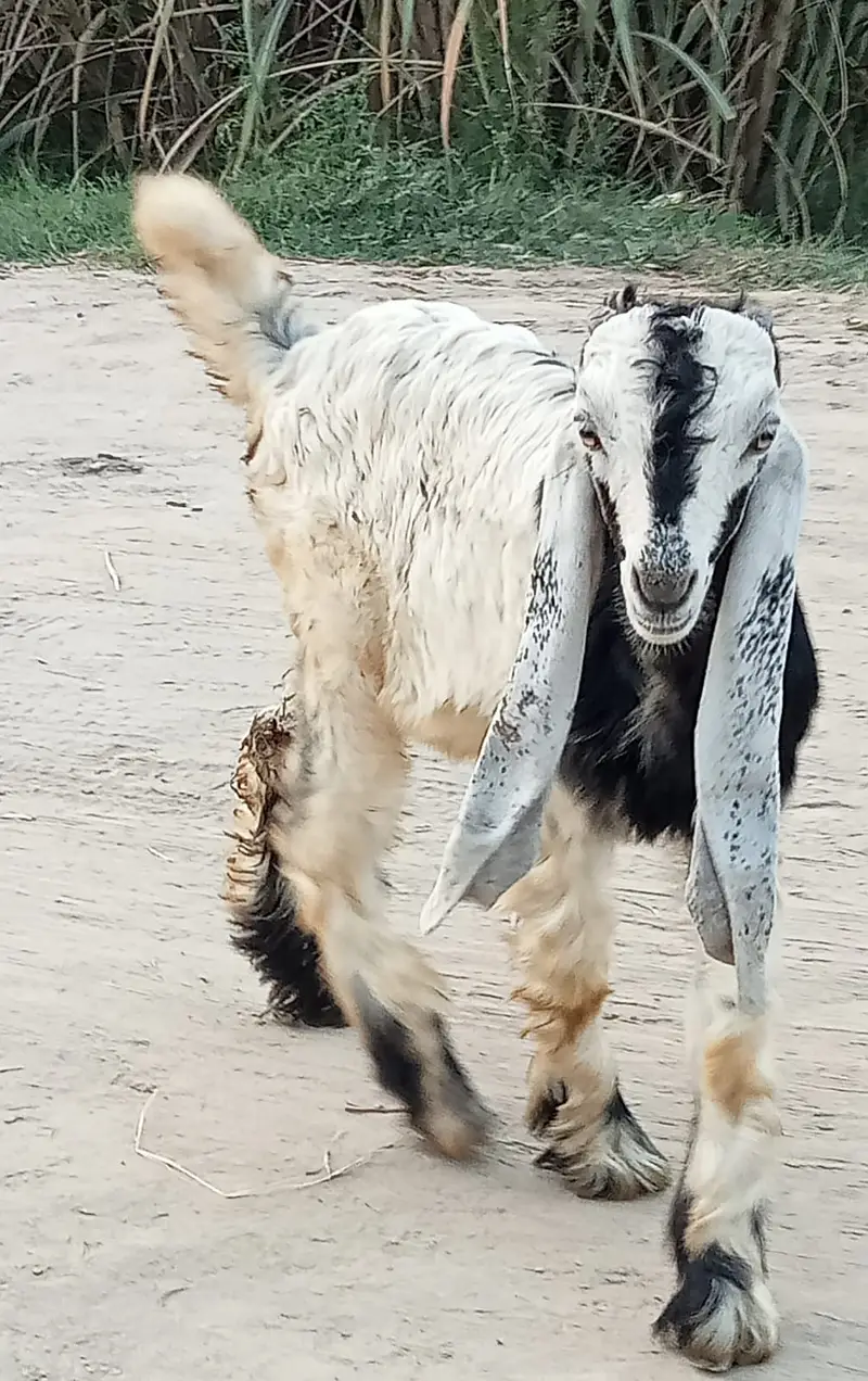 Desi goats | sahiwal nasal |  بکرا | High quality Goats for Sale | — photo 9