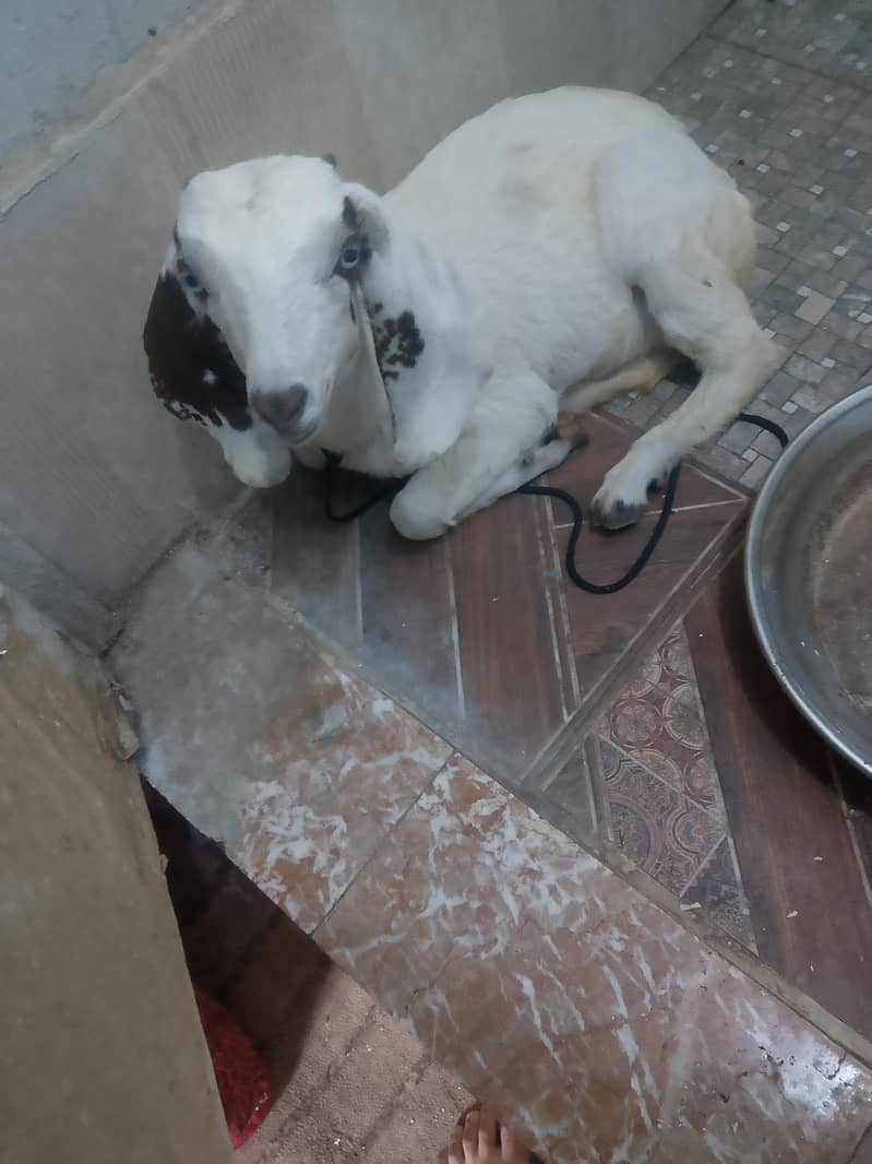 My got 1