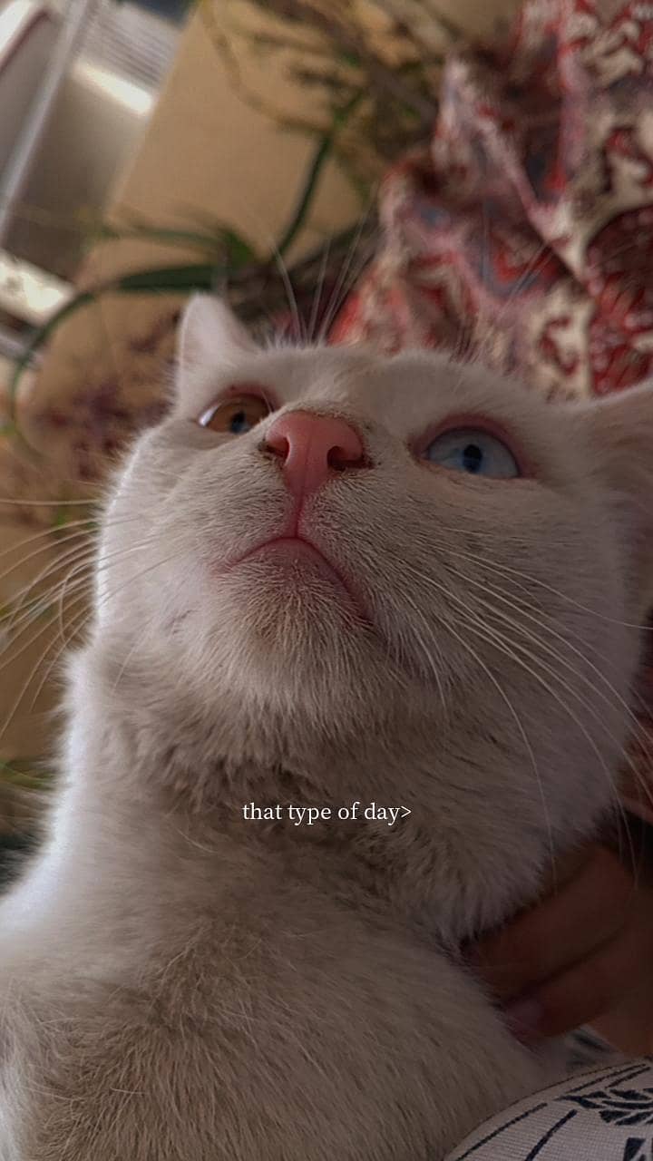 half Persian cat 0