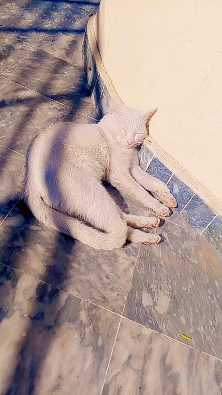 half Persian cat — photo 2