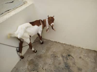 Kamori Goats Sell