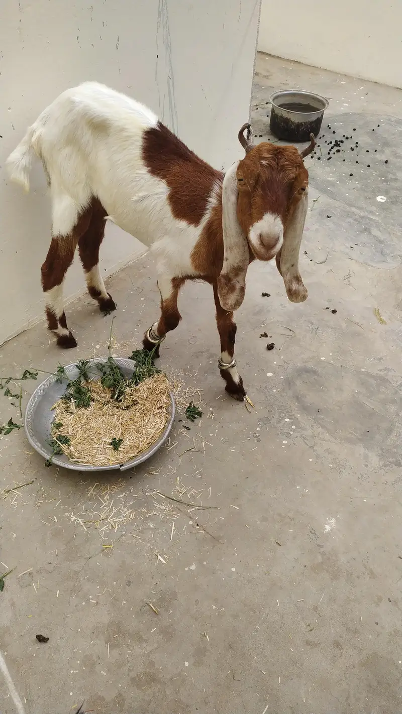 Kamori Goats Sell — photo 2
