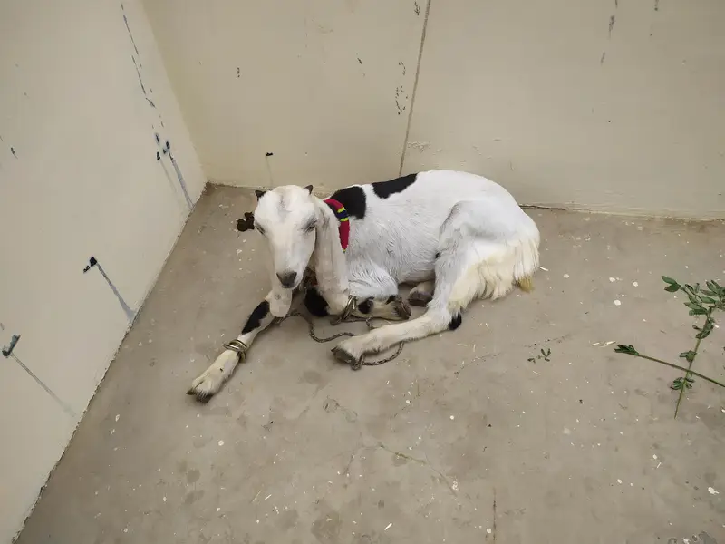 Kamori Goats Sell — photo 3