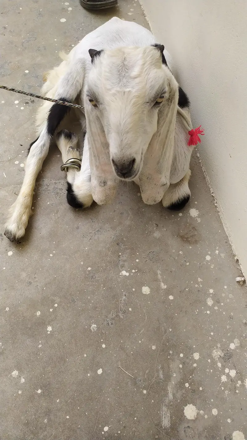 Kamori Goats Sell — photo 4