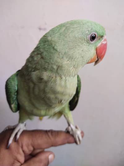 Alexander raw chik