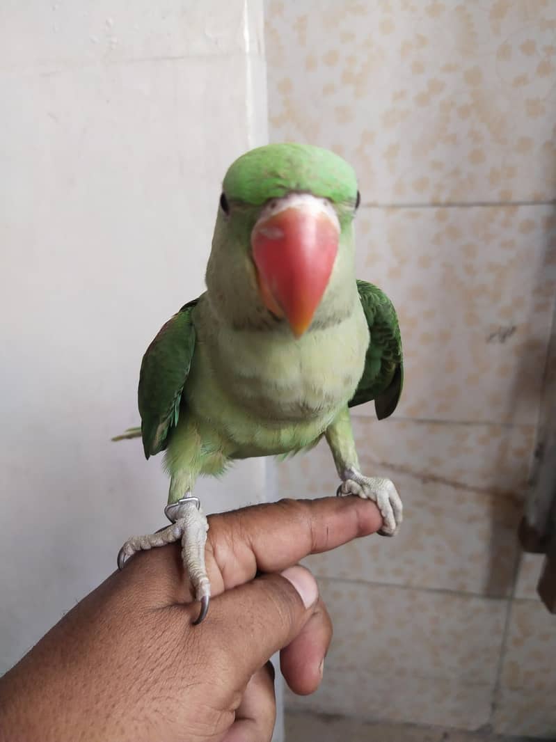 Alexander raw chik 1