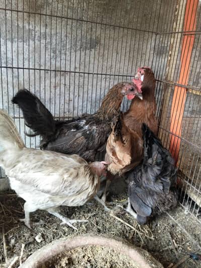 4 egg laying hens