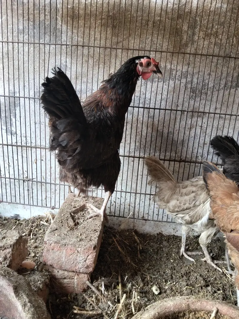 1 Male And 4 Females Hens - Desi Hens - Egg Laying Hens — photo 3