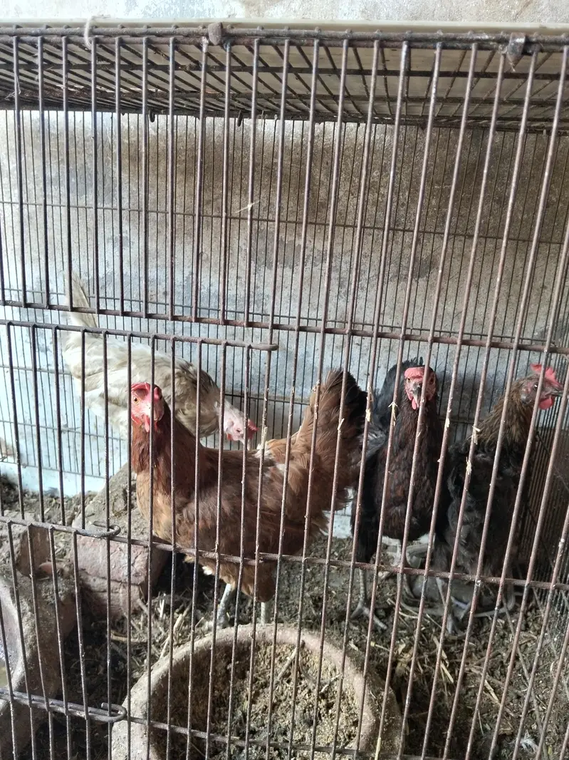 1 Male And 4 Females Hens - Desi Hens - Egg Laying Hens — photo 4