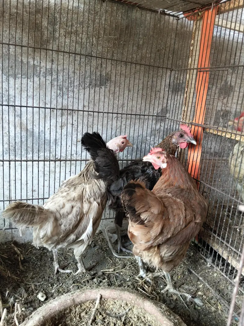1 Male And 4 Females Hens - Desi Hens - Egg Laying Hens — photo 5