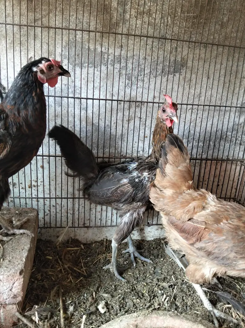 1 Male And 4 Females Hens - Desi Hens - Egg Laying Hens — photo 6