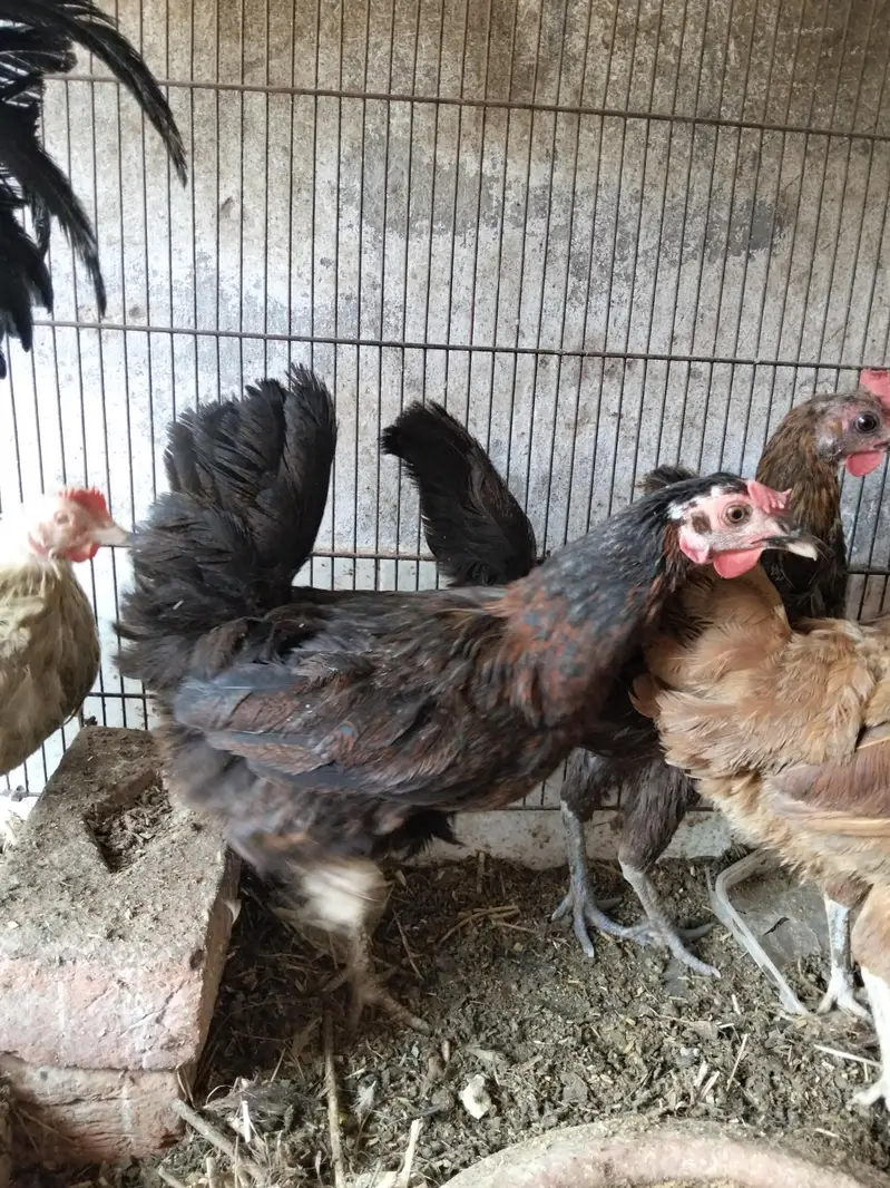 1 Male And 4 Females Hens - Desi Hens - Egg Laying Hens — photo 7
