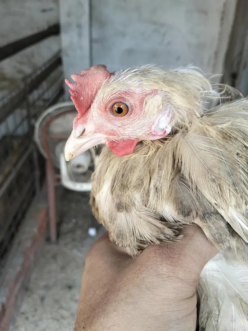 1 Male And 4 Females Hens - Desi Hens - Egg Laying Hens — photo 8