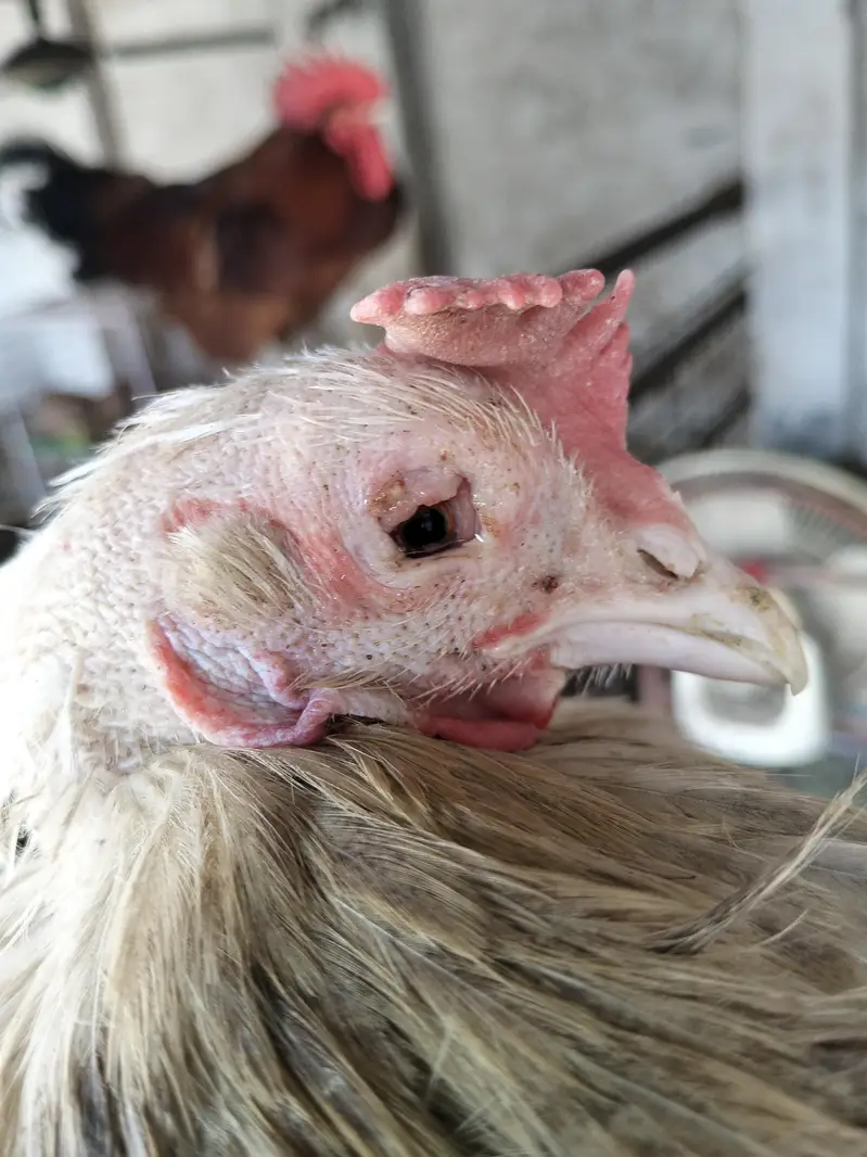 1 Male And 4 Females Hens - Desi Hens - Egg Laying Hens — photo 9