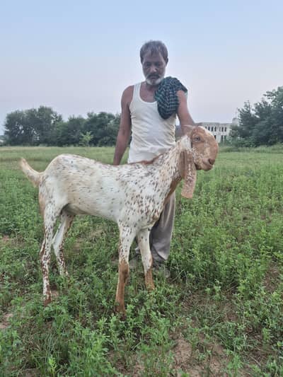 Makkhi cheena khassi 2nda bakra