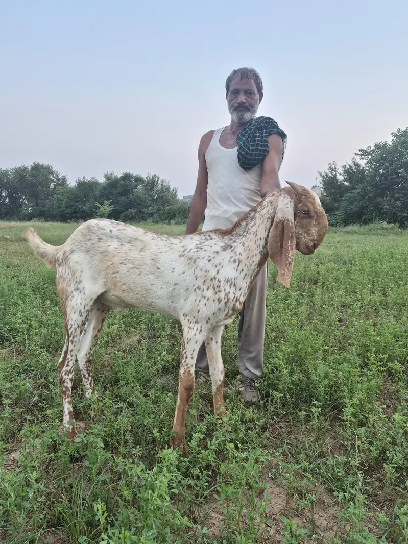 Makkhi cheena khassi 2nda bakra — photo 2