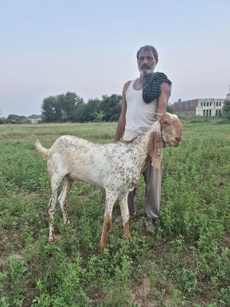 Makkhi cheena khassi 2nda bakra — photo 3
