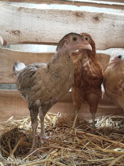 Active and Healthy Chicks For Sale with Cage