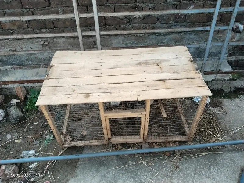 Active and Healthy Chicks For Sale with Cage — photo 4
