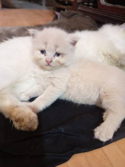 Persian cats