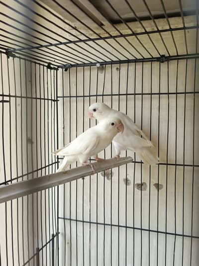 love birds pair