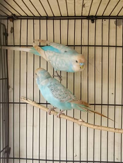 love birds pair