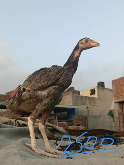 Strong Hen Available