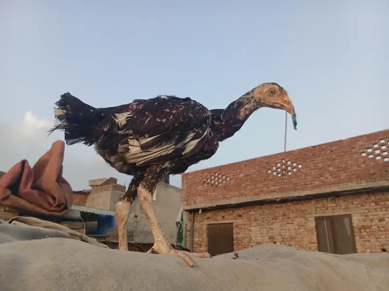 Strong Hen Available — photo 2