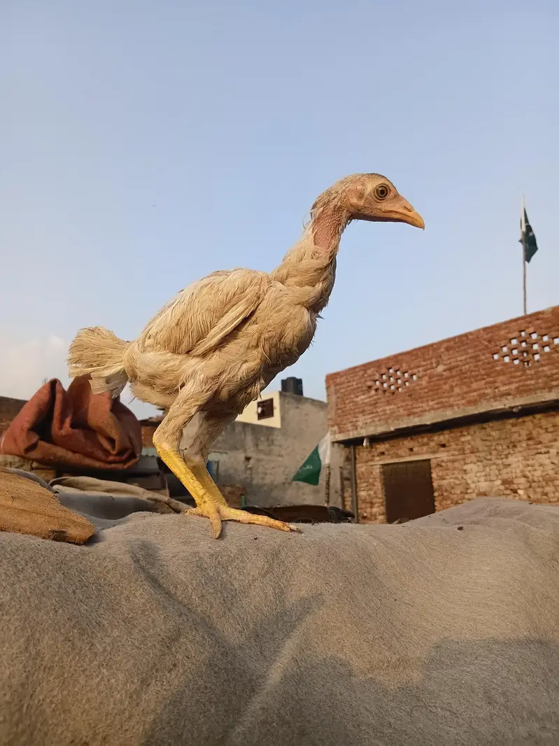 Strong Hen Available — photo 4