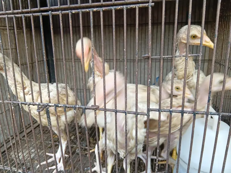 Strong Hen Available — photo 5