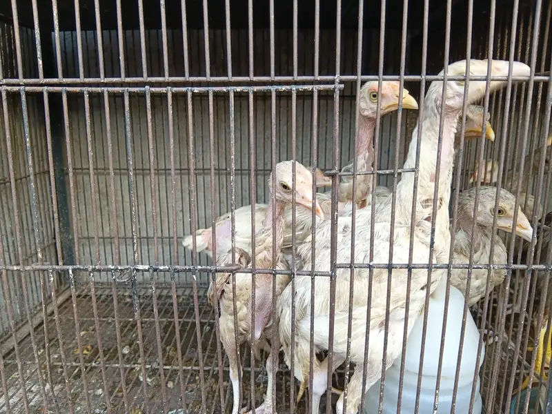 Strong Hen Available — photo 7