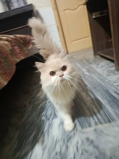 home cat for sale
