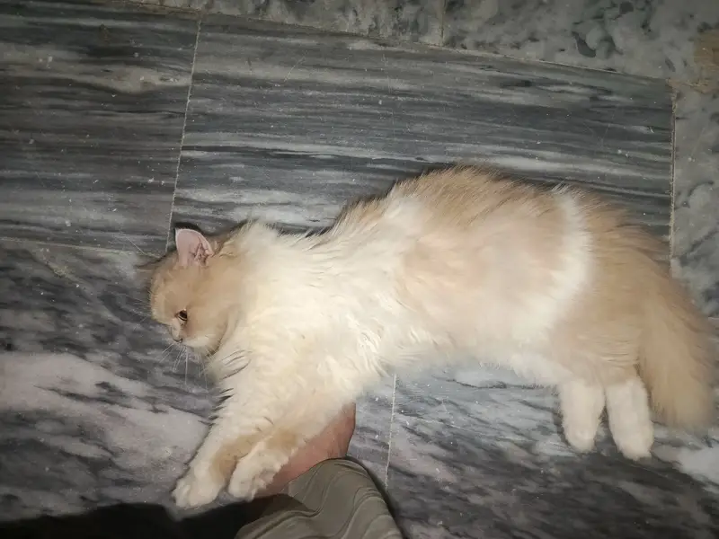 home cat for sale — photo 2