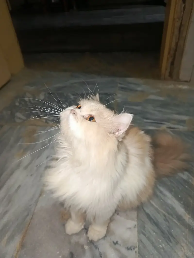 home cat for sale — photo 3