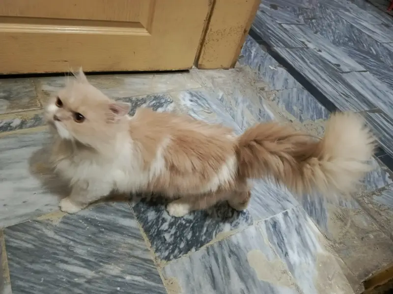 home cat for sale — photo 4