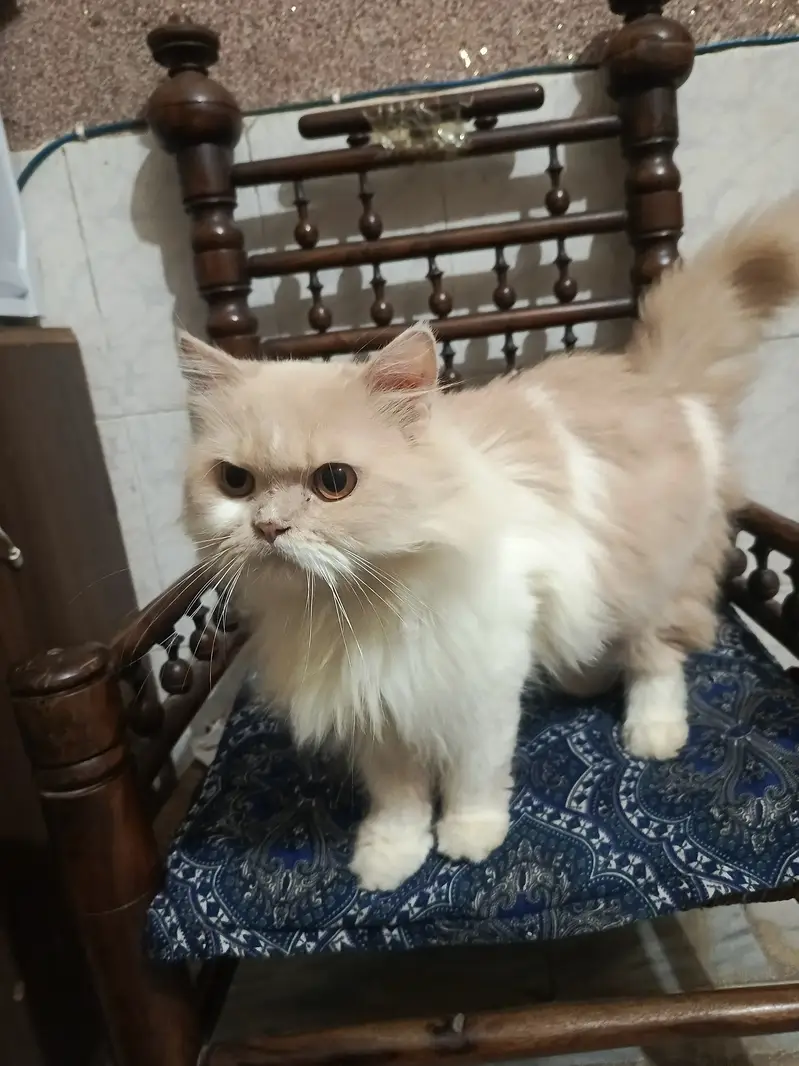 home cat for sale — photo 6