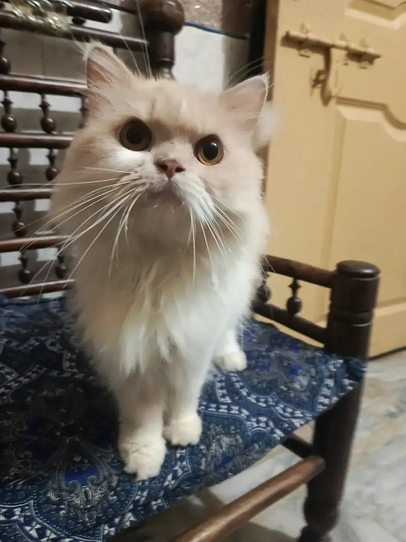 home cat for sale — photo 7