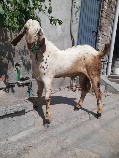 Makhi China Bakra