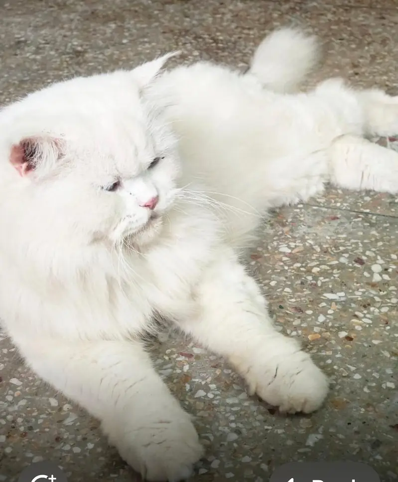 Persian make cat Punch face — photo 2