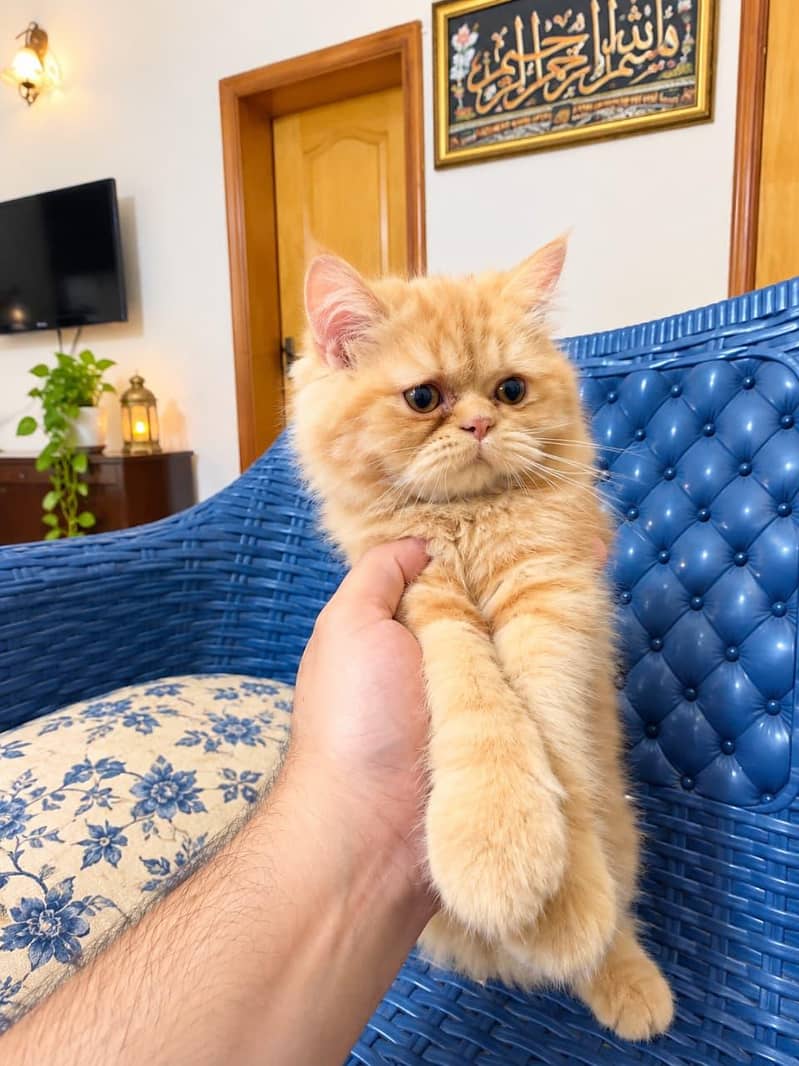 Persian cat 0