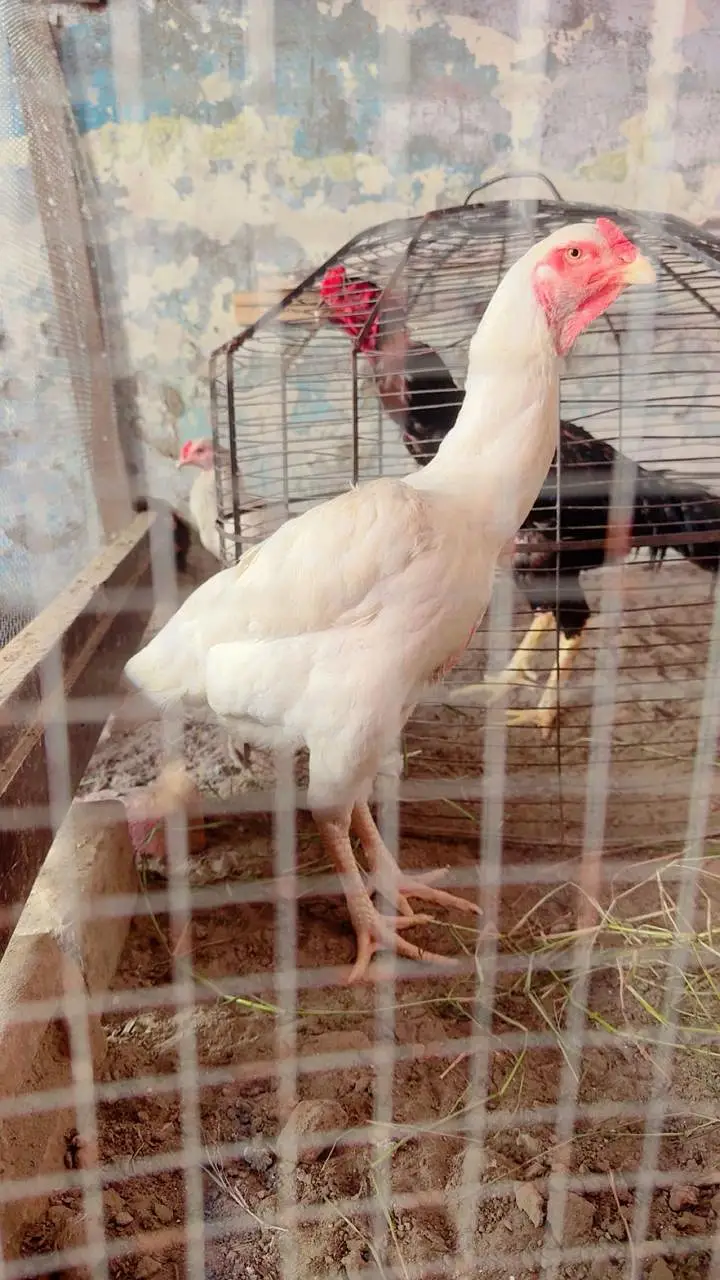 KING SHAMO ASEEL — photo 3