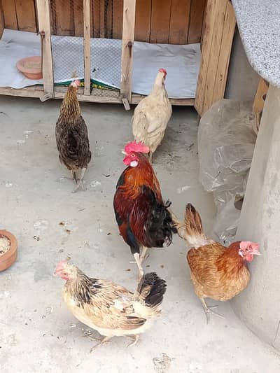 Desi murgian or murga