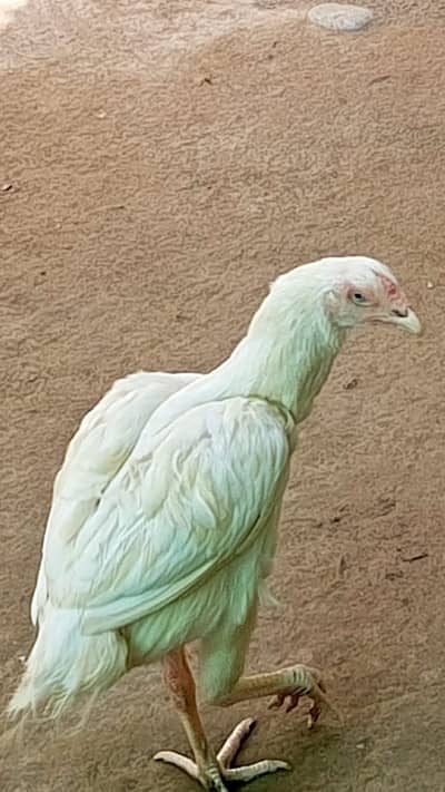 Seel moga hai ye do hai ye is tra k ik or hai ye