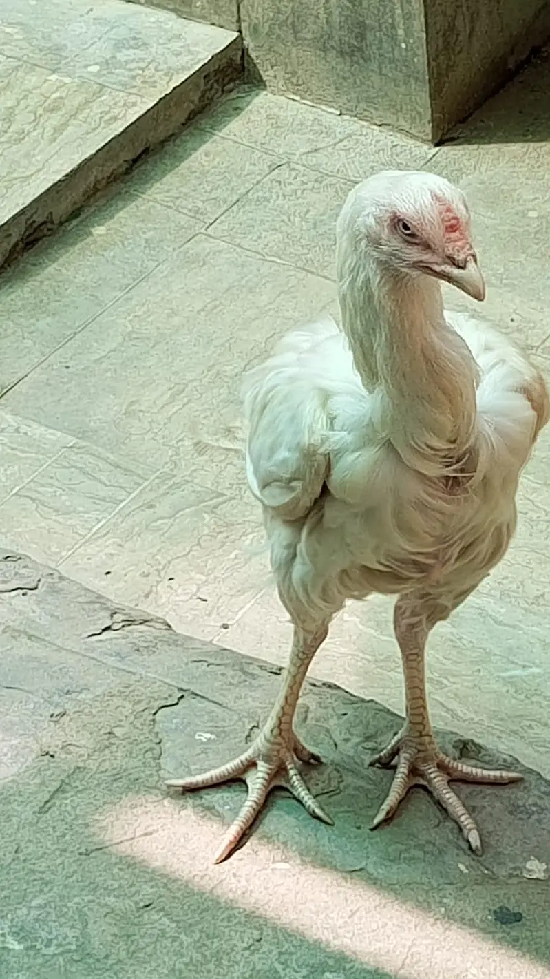 Seel moga hai ye do hai ye is tra k ik or hai ye — photo 2