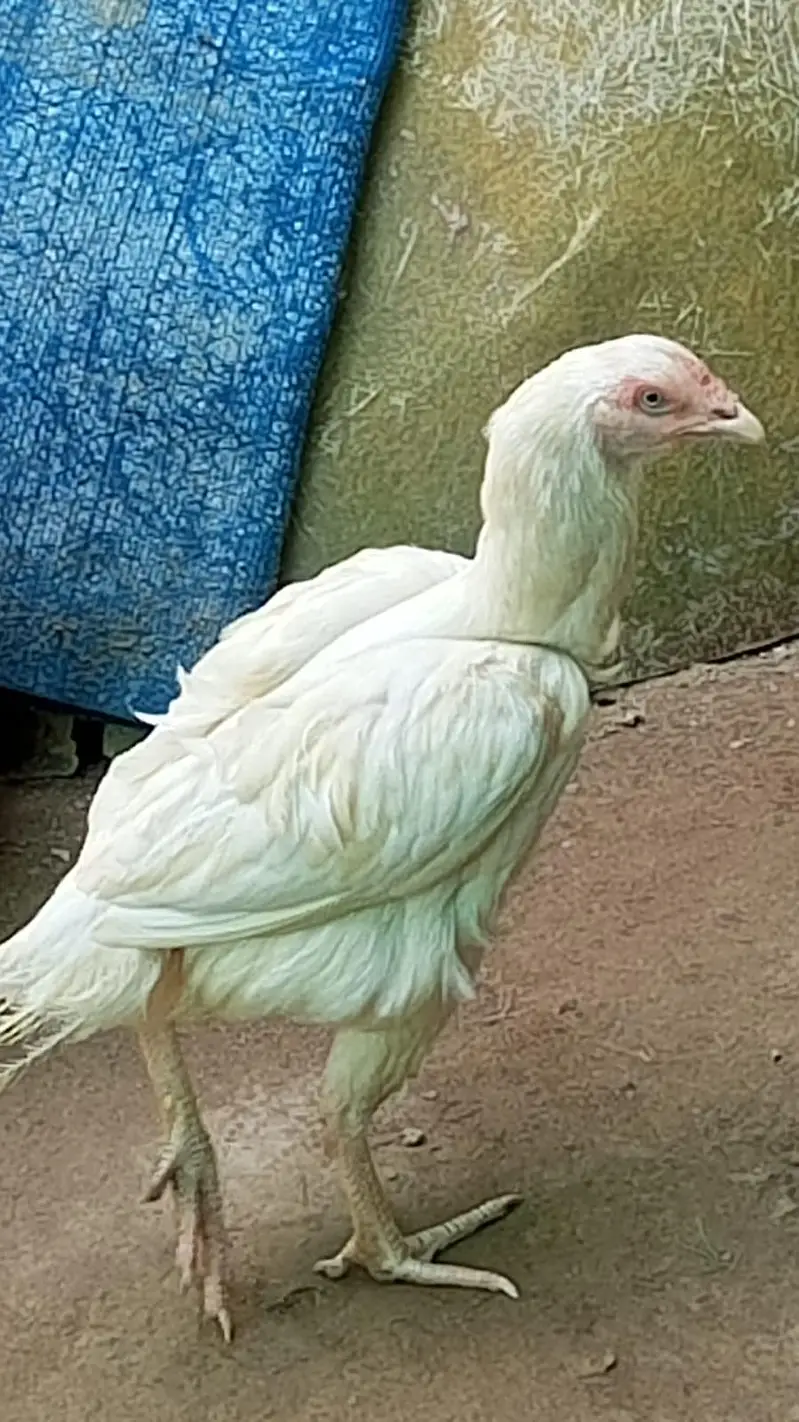 Seel moga hai ye do hai ye is tra k ik or hai ye — photo 3